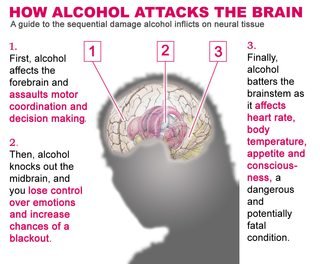 How alcohol attacks the brain